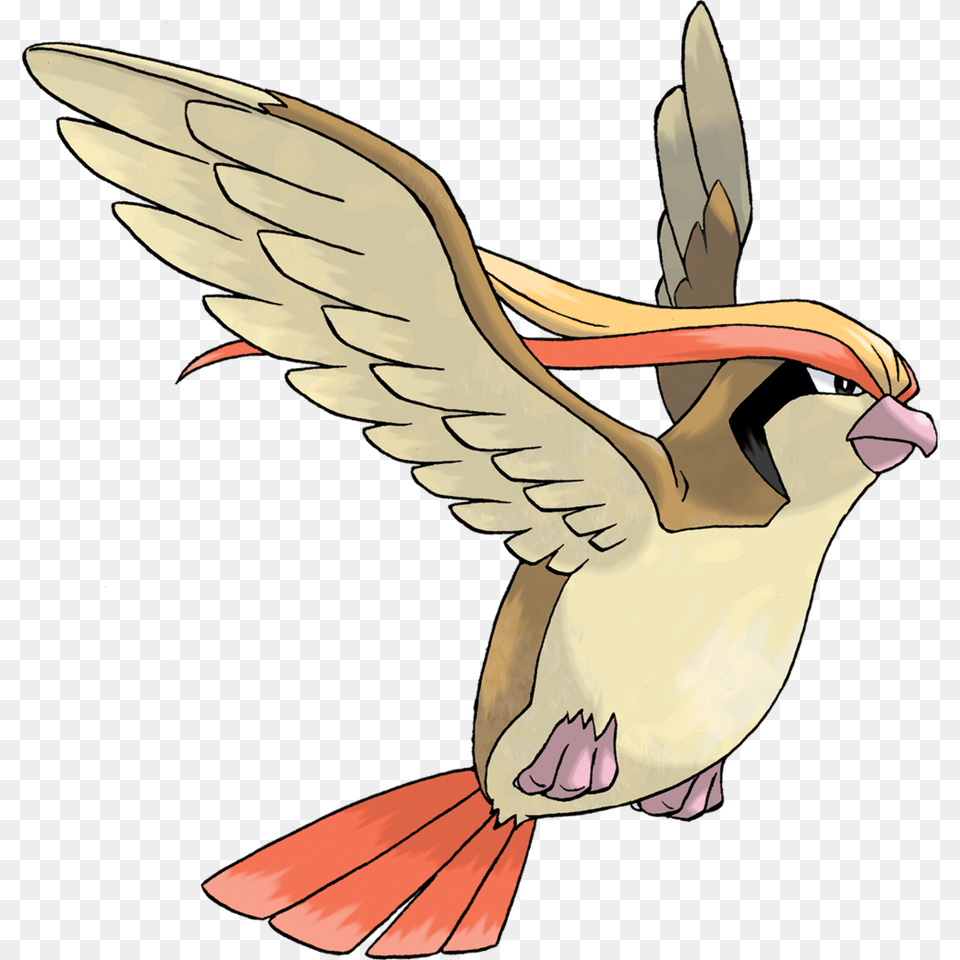 Pidgeot, Animal, Bird, Flying, Puffin Free Png Download