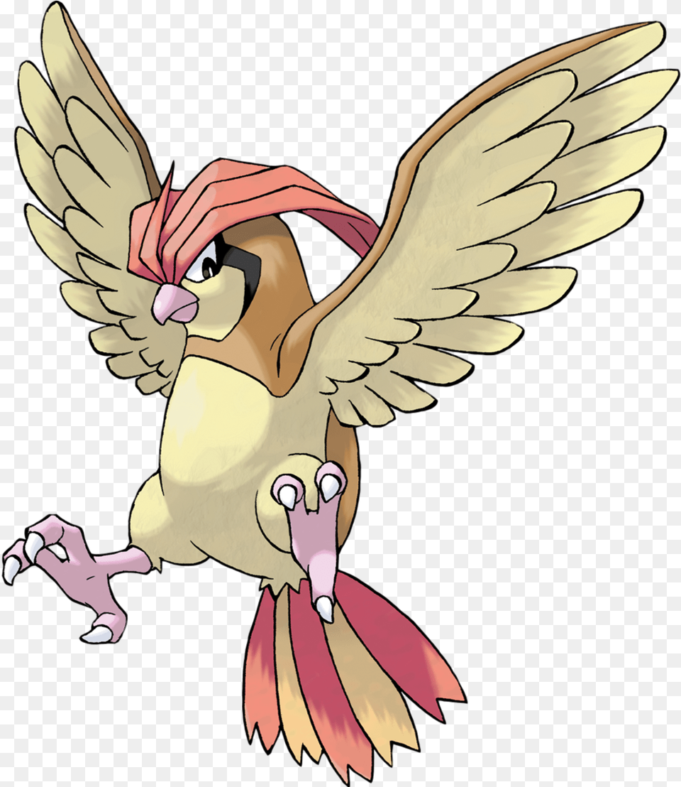 Pidgeotto, Baby, Person, Animal, Bird Free Png