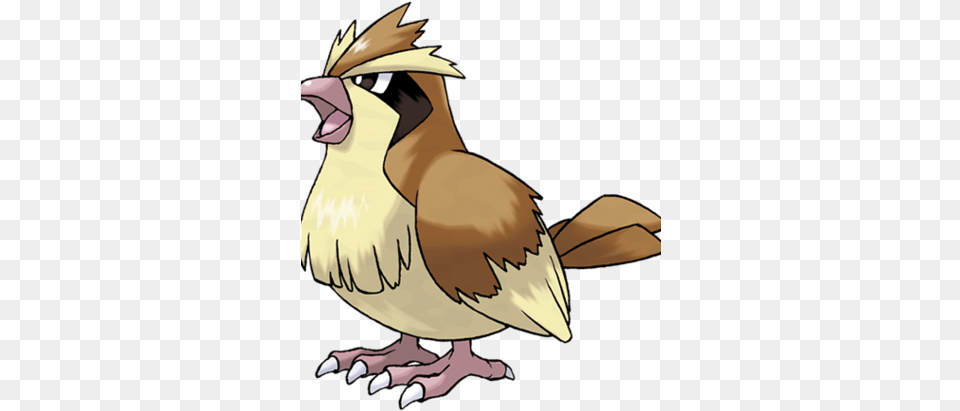 Pidgey Pidgey Pokemon, Person, Animal, Beak, Bird Free Transparent Png