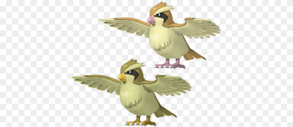 Pidgey Pokemon Character Free 3d Model Duck, Animal, Bird, Beak Png