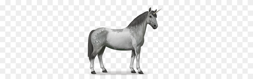 Pie Tb Gr Pml, Andalusian Horse, Animal, Horse, Mammal Png Image