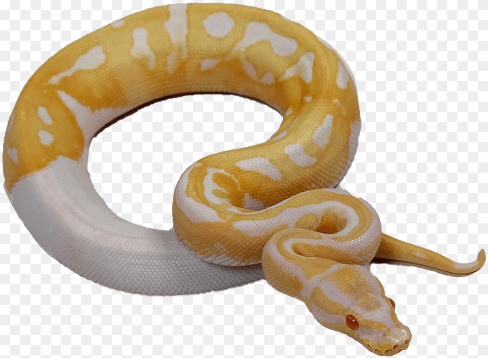 Pied Ball Python, Animal, Reptile, Snake Png Image