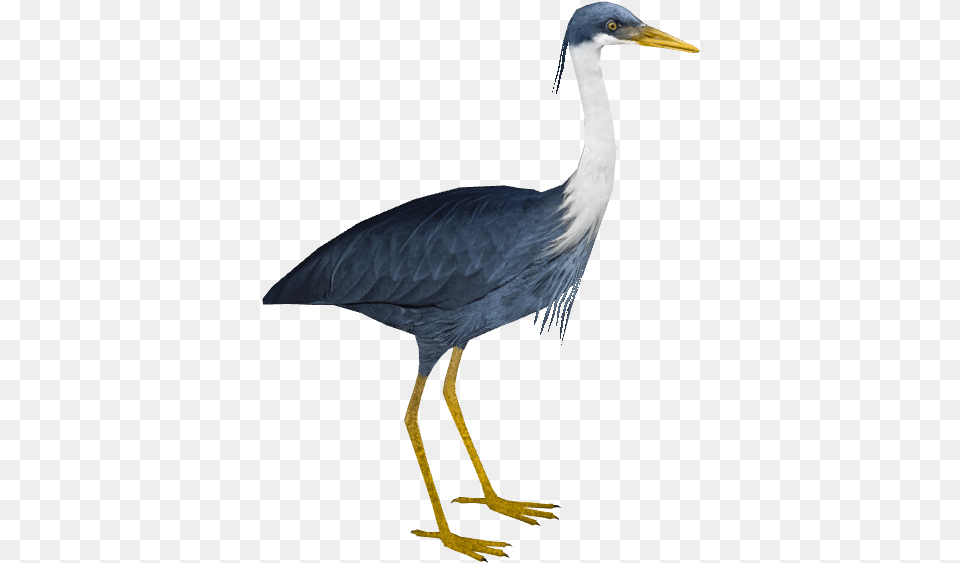 Pied Heron Wiki, Animal, Bird, Crane Bird, Waterfowl Free Png