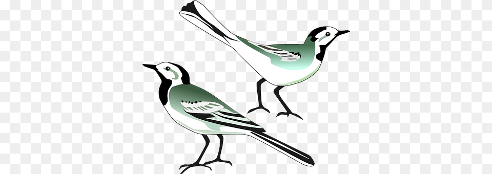 Pied Wagtail Animal, Bird, Finch, Stencil Free Png