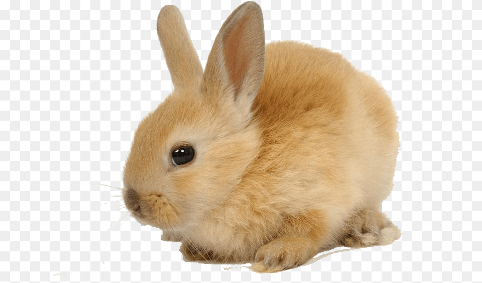 Piel Rabbit Herbivores Animals, Animal, Mammal, Rat, Rodent Png