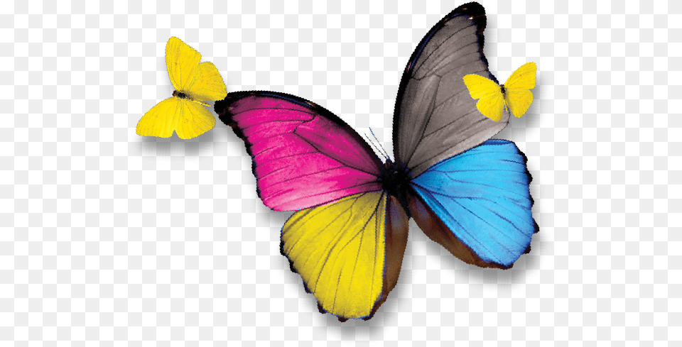Pieridae, Animal, Butterfly, Insect, Invertebrate Free Png Download