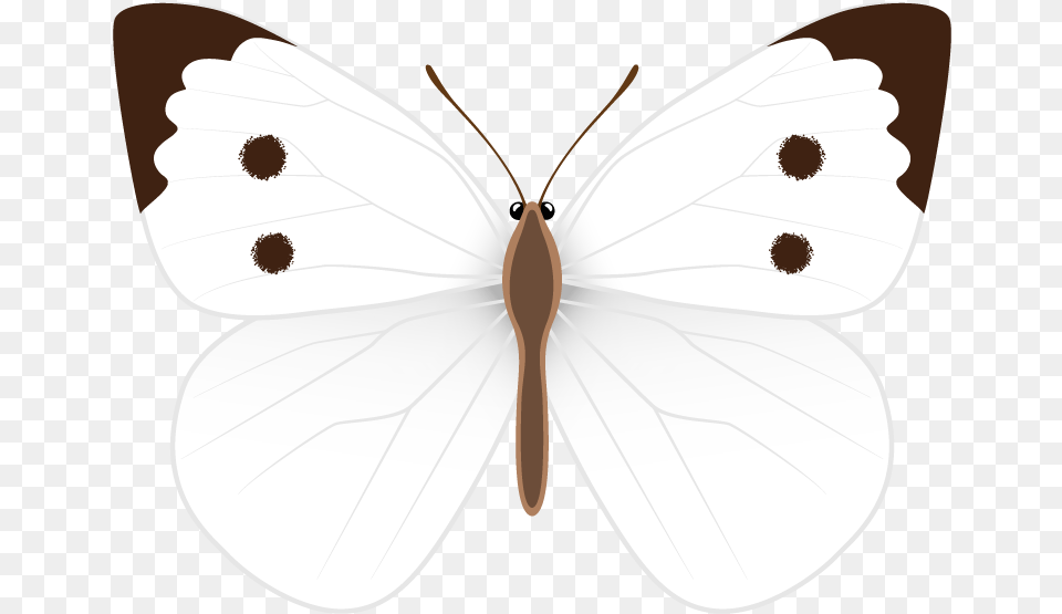 Pieridae, Animal, Butterfly, Insect, Invertebrate Png