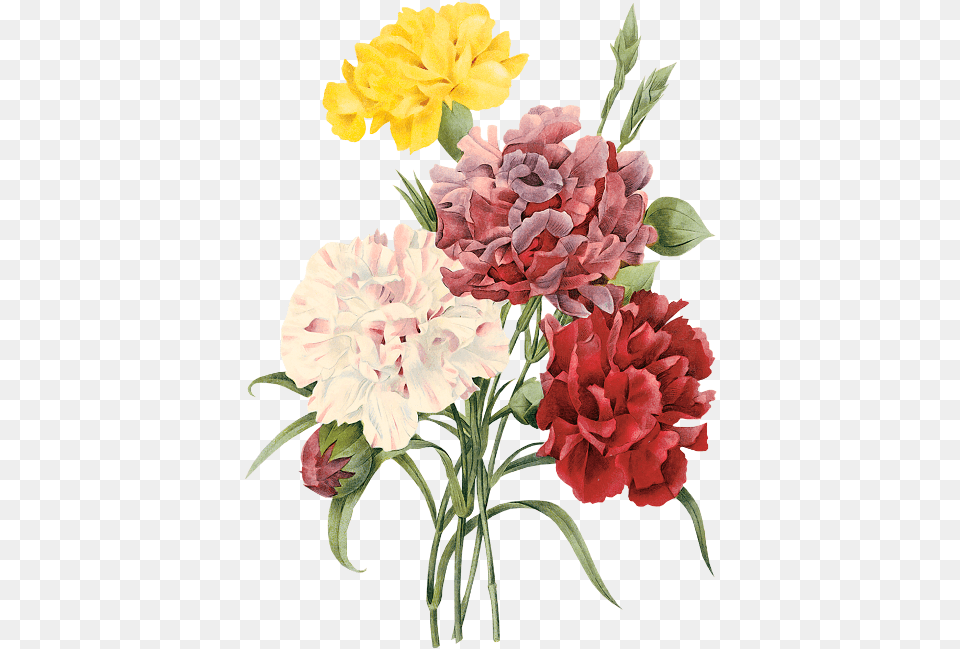 Pierre Carnations Painting, Carnation, Flower, Plant, Flower Arrangement Free Transparent Png