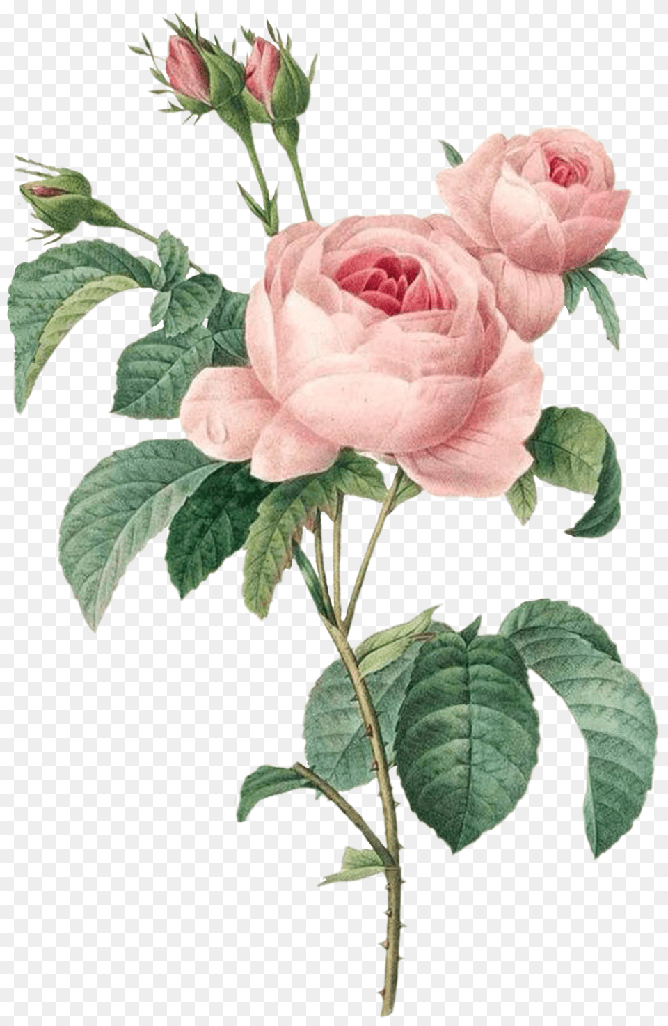 Pierre Joseph Redoute Roses, Flower, Plant, Rose, Petal Free Png