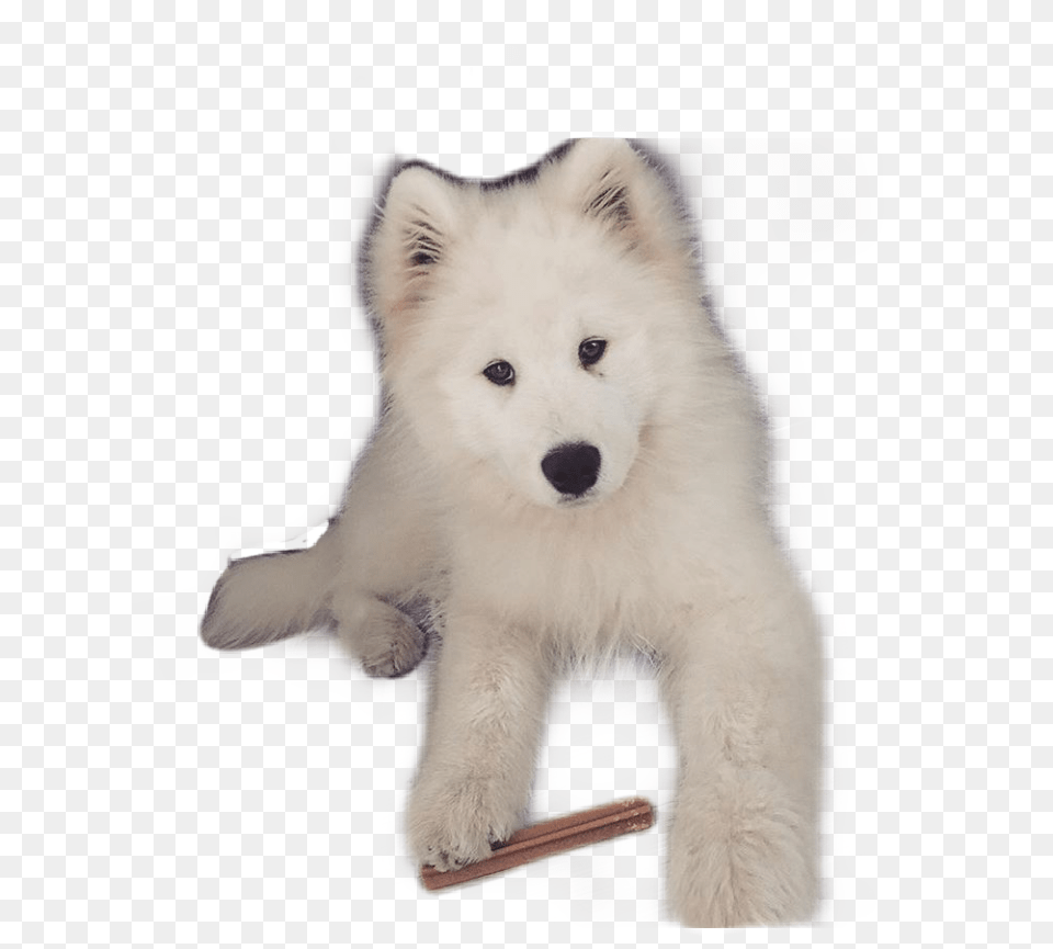 Pies Yoshi Samoyed Siberian Husky, Animal, Canine, Dog, Mammal Free Transparent Png