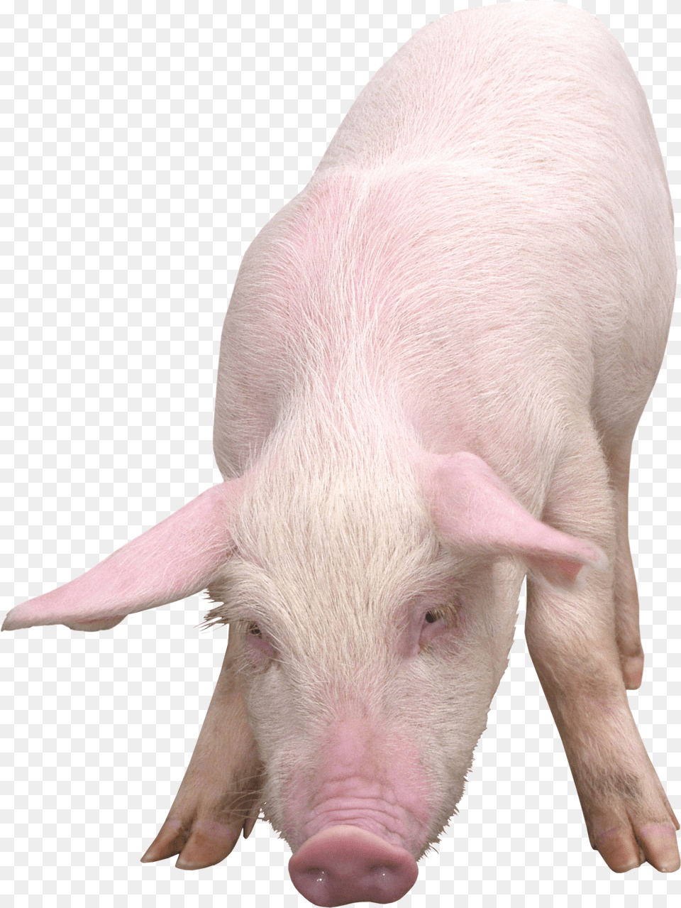 Pig, Animal, Boar, Hog, Mammal Free Png Download