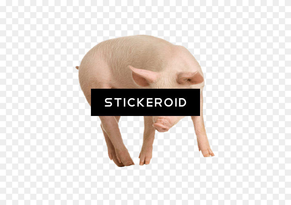 Pig, Animal, Mammal, Hog, Boar Png