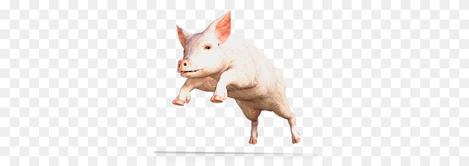 Pig Animal, Boar, Hog, Mammal Png Image