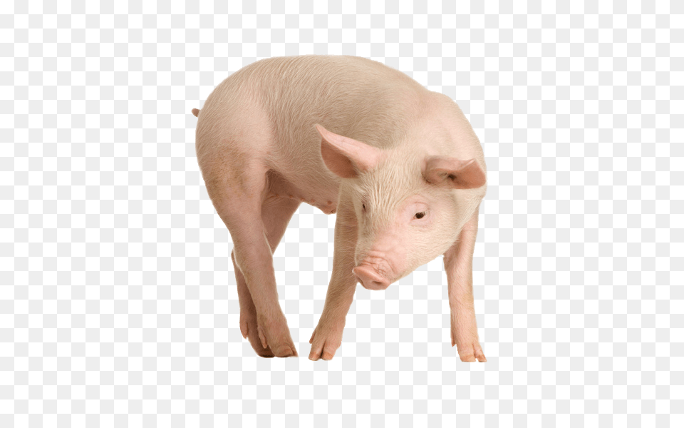 Pig, Animal, Hog, Mammal, Boar Png