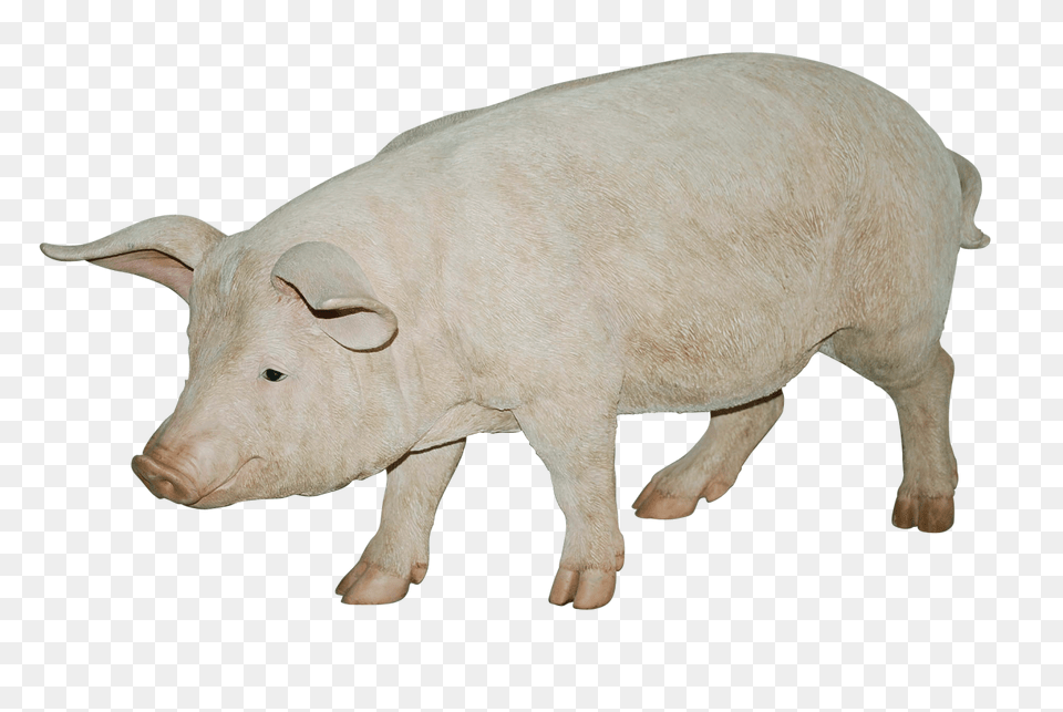 Pig, Animal, Boar, Hog, Mammal Png Image