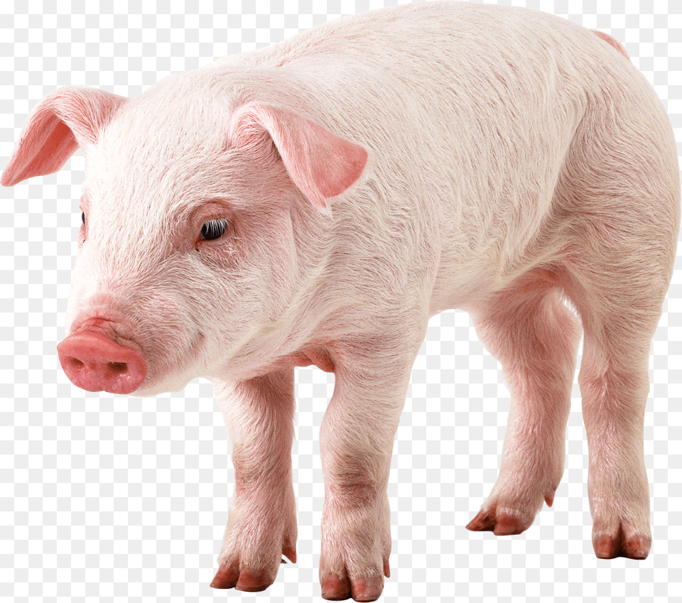 Pig, Animal, Hog, Mammal, Boar Free Transparent Png