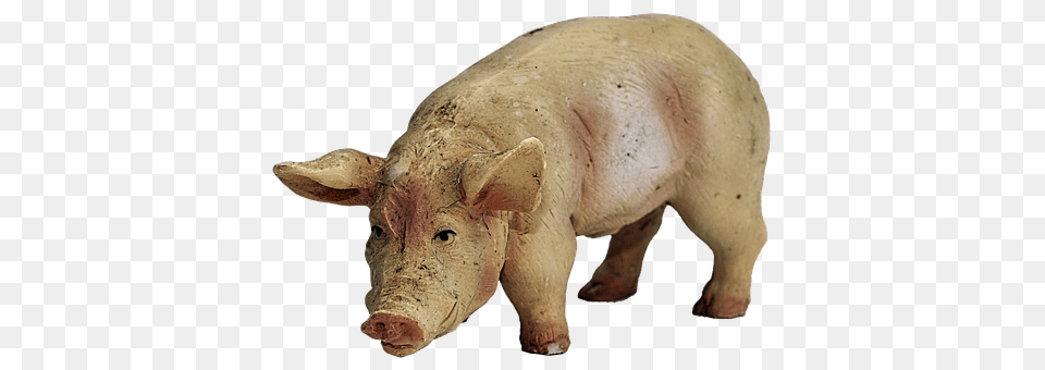 Pig Animal, Boar, Hog, Mammal Free Transparent Png