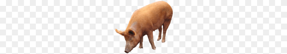 Pig, Animal, Boar, Hog, Mammal Free Transparent Png