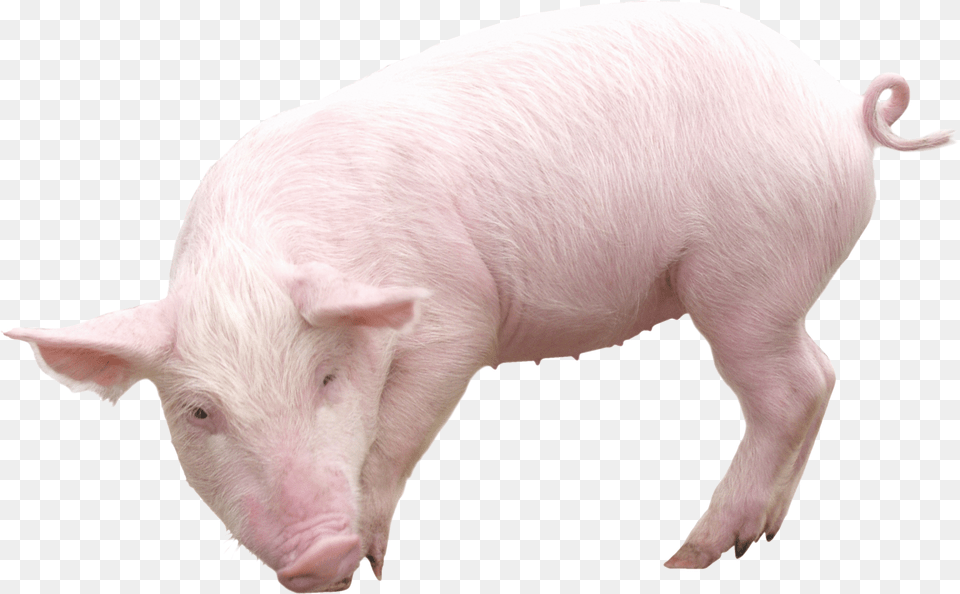 Pig, Animal, Boar, Hog, Mammal Png Image