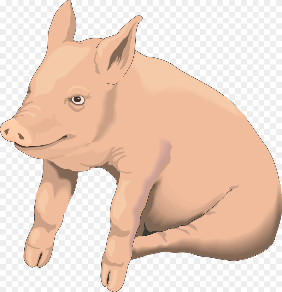 Pig, Animal, Mammal, Hog, Boar Png