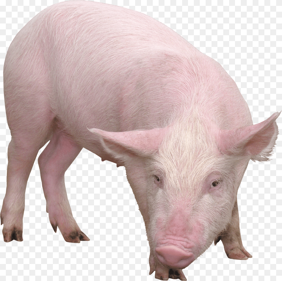 Pig Png Image