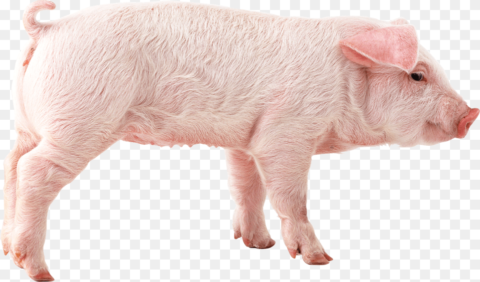 Pig, Animal, Boar, Hog, Mammal Png Image