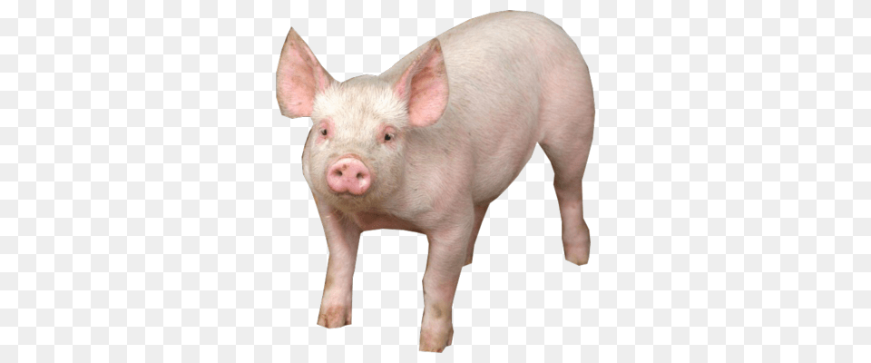 Pig, Animal, Boar, Hog, Mammal Free Png Download