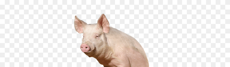 Pig, Animal, Hog, Mammal, Boar Free Transparent Png