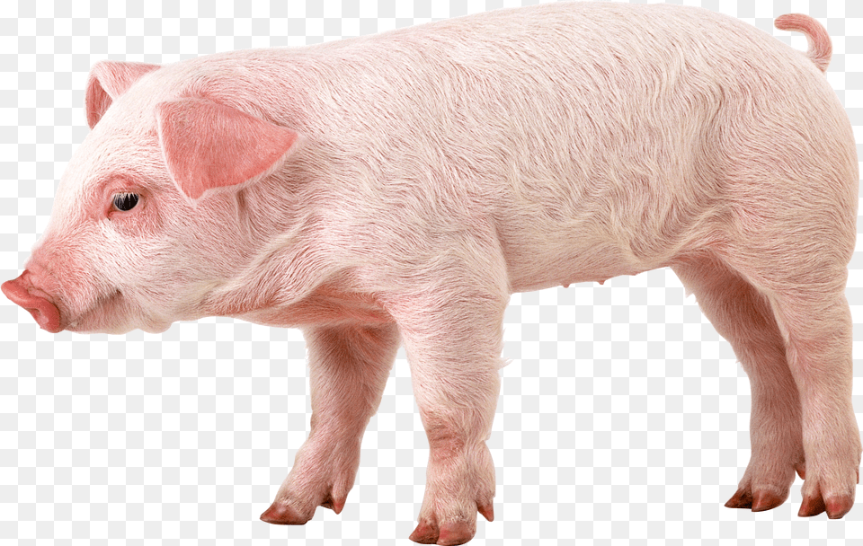 Pig, Animal, Boar, Hog, Mammal Png Image