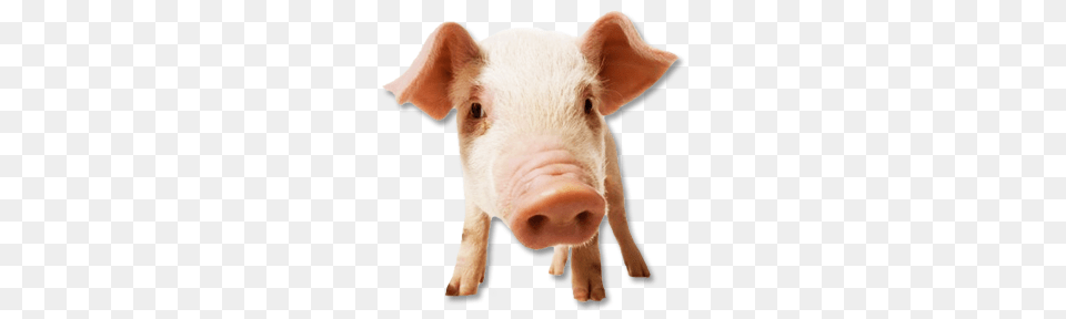 Pig, Animal, Mammal, Hog Free Transparent Png