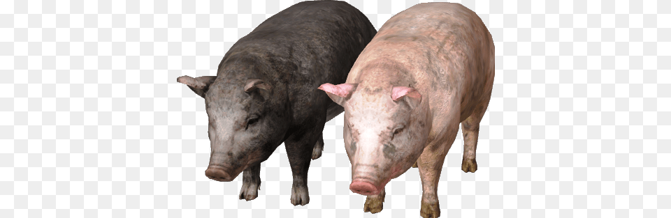 Pig, Animal, Boar, Hog, Mammal Free Png