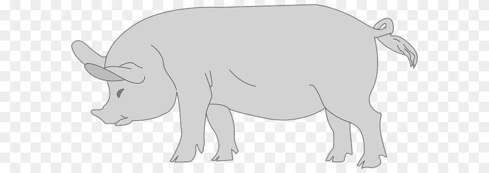 Pig Animal, Boar, Hog, Mammal Free Transparent Png