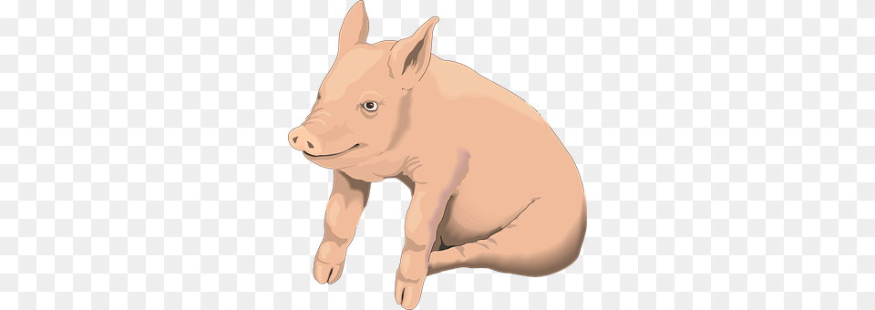 Pig Animal, Mammal, Boar, Hog Png