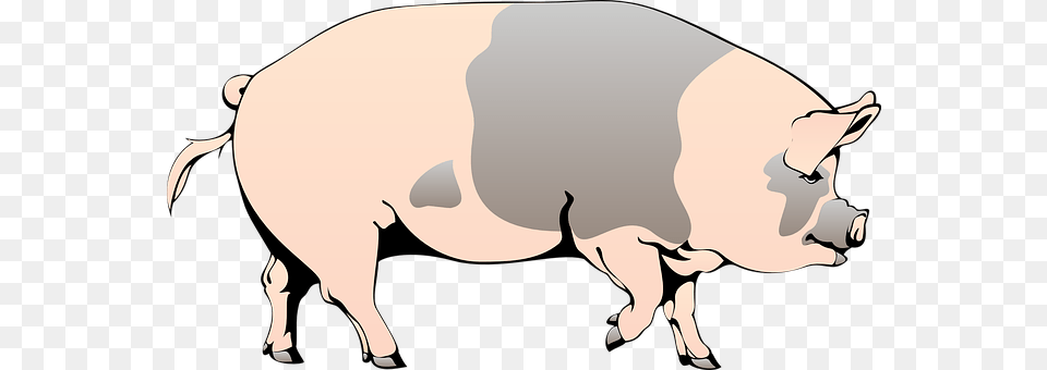 Pig Animal, Boar, Hog, Mammal Png Image