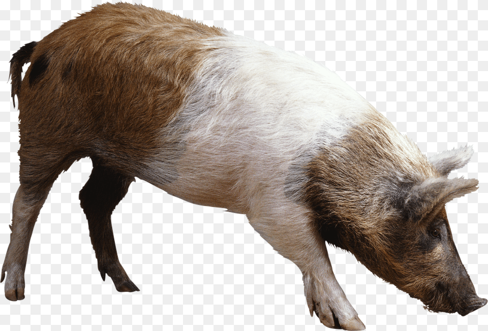 Pig Png Image