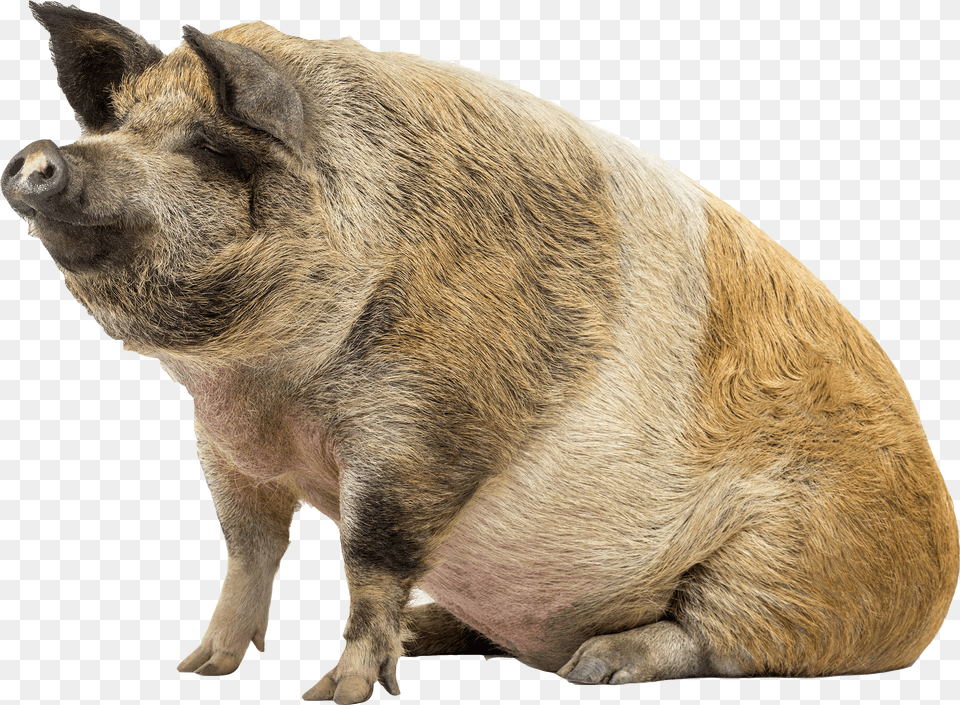 Pig Act Peter Dream Can Now Eat Whatever Want Pig Transparent Free Png