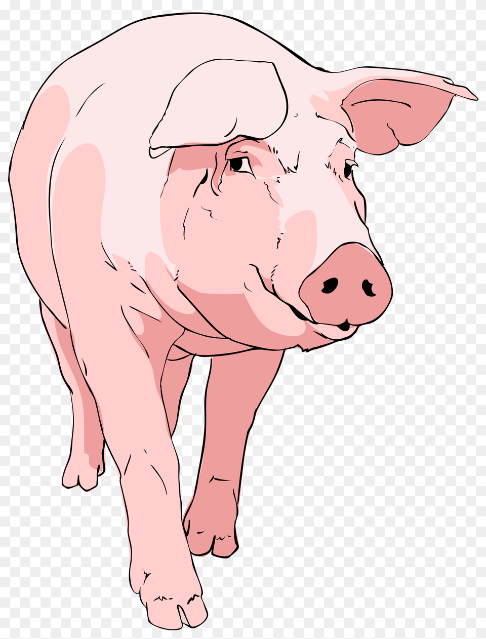 Pig Clipart 01 Clipart Pig, Animal, Mammal, Hog, Person Free Png