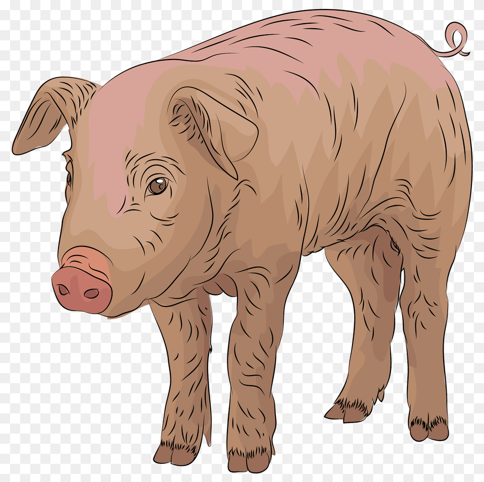 Pig Clipart, Animal, Mammal, Hog, Boar Free Png Download