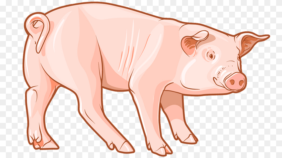 Pig Clipart, Animal, Mammal, Hog, Cattle Png