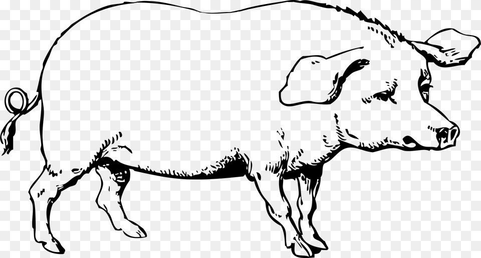 Pig Clipart Cute Old Major Animal Farm Drawing, Gray Free Transparent Png