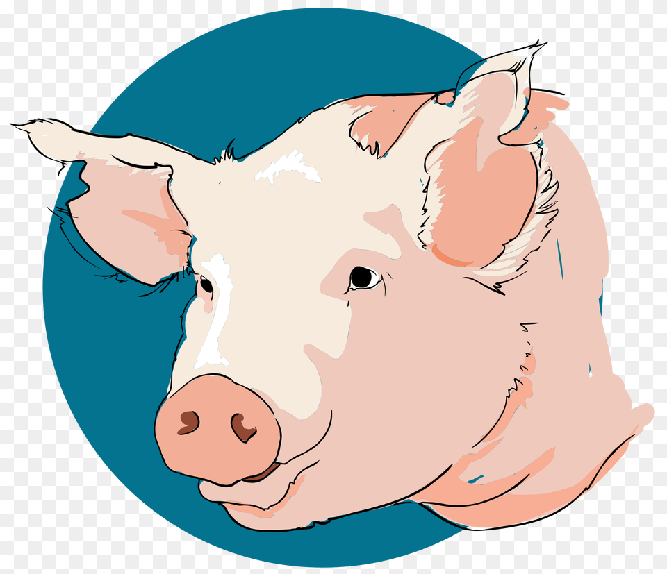 Pig Closeup, Baby, Person, Animal, Hog Png