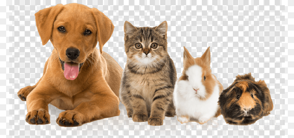 Pig Dog Cat Rabbit, Animal, Pet, Mammal, Canine Png