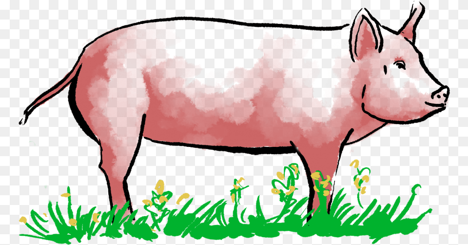 Pig Doodle, Animal, Hog, Mammal, Wildlife Free Png
