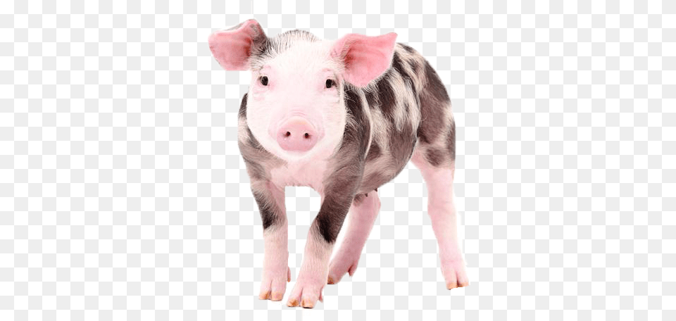 Pig Download Cute Baby Farm Animal, Mammal, Hog, Boar, Wildlife Free Png