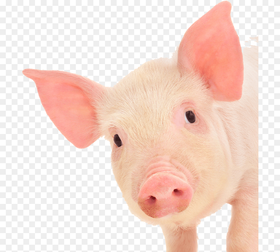 Pig Ears Pig Face White Background, Animal, Mammal, Hog Free Transparent Png