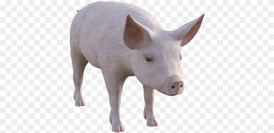 Pig Farm Piglet Animals Cute Pigs Livestock Domestic Pig, Animal, Boar, Hog, Mammal Free Transparent Png