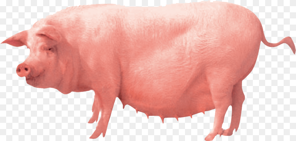 Pig Farming Clip Art Pig Farm, Animal, Hog, Mammal, Boar Free Png