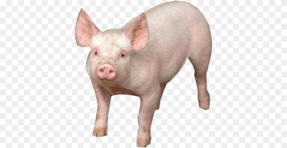 Pig Clipart Pig, Animal, Boar, Hog, Mammal Free Transparent Png