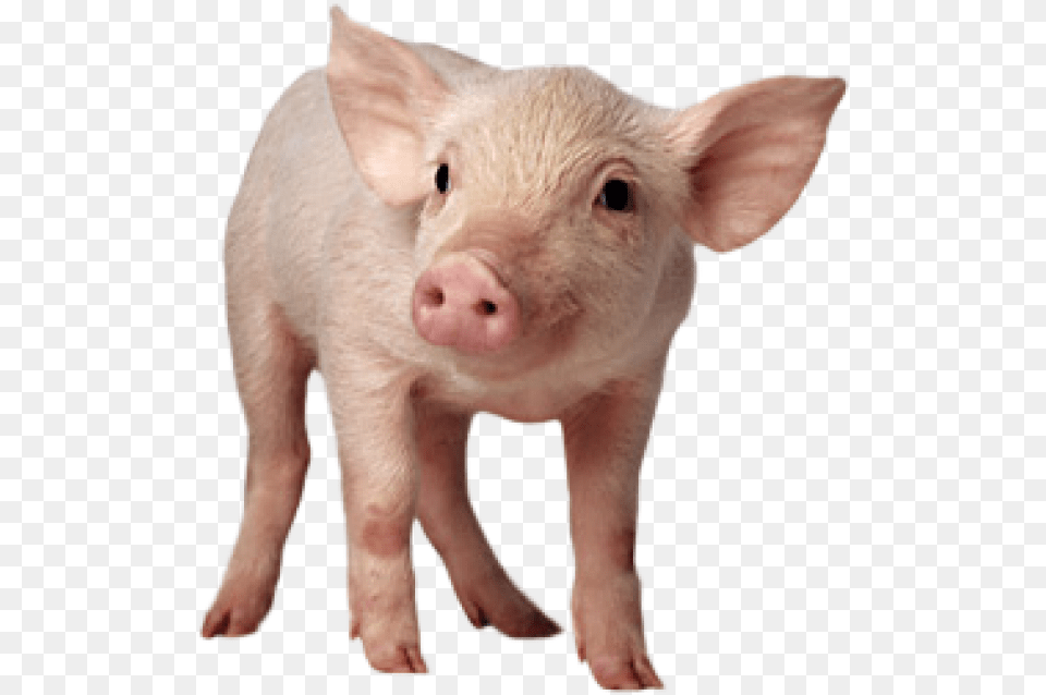 Pig Free Download 20 Pig, Animal, Mammal, Hog, Boar Png Image