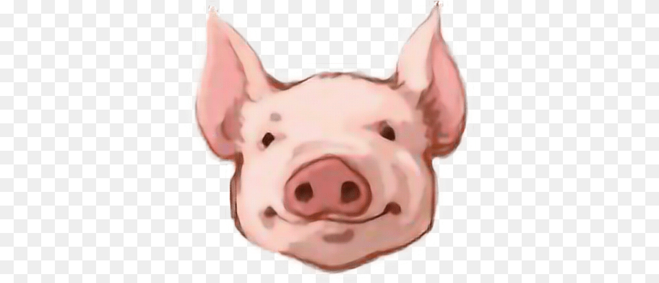 Pig Head Background Pig Head Clipart, Snout, Baby, Person, Animal Free Transparent Png